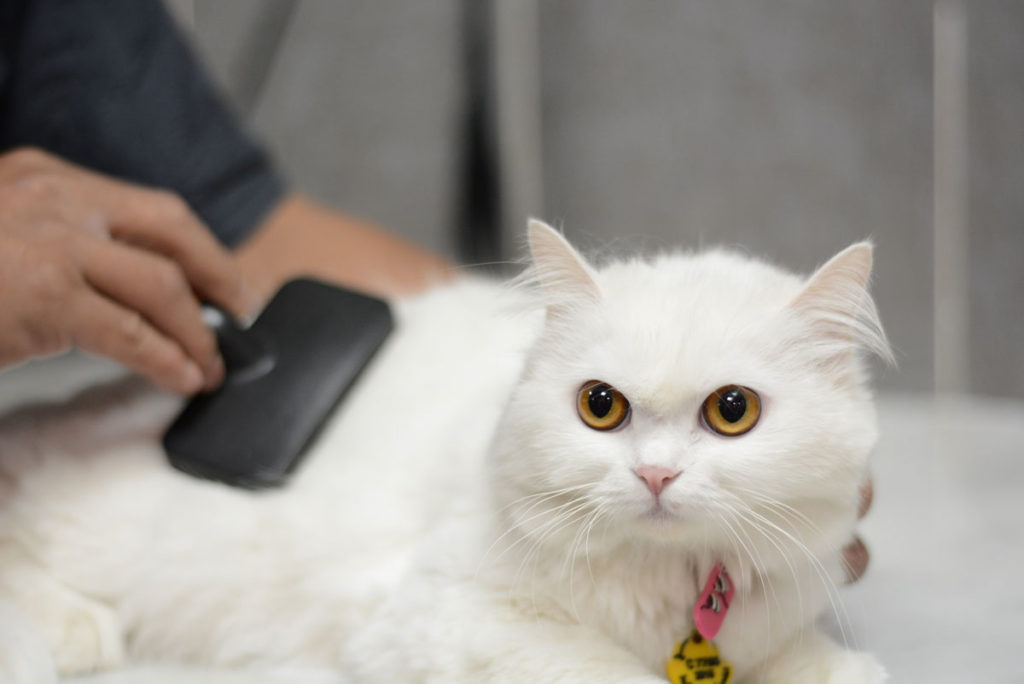 Get the best cat grooming Dubai Pets in the City
