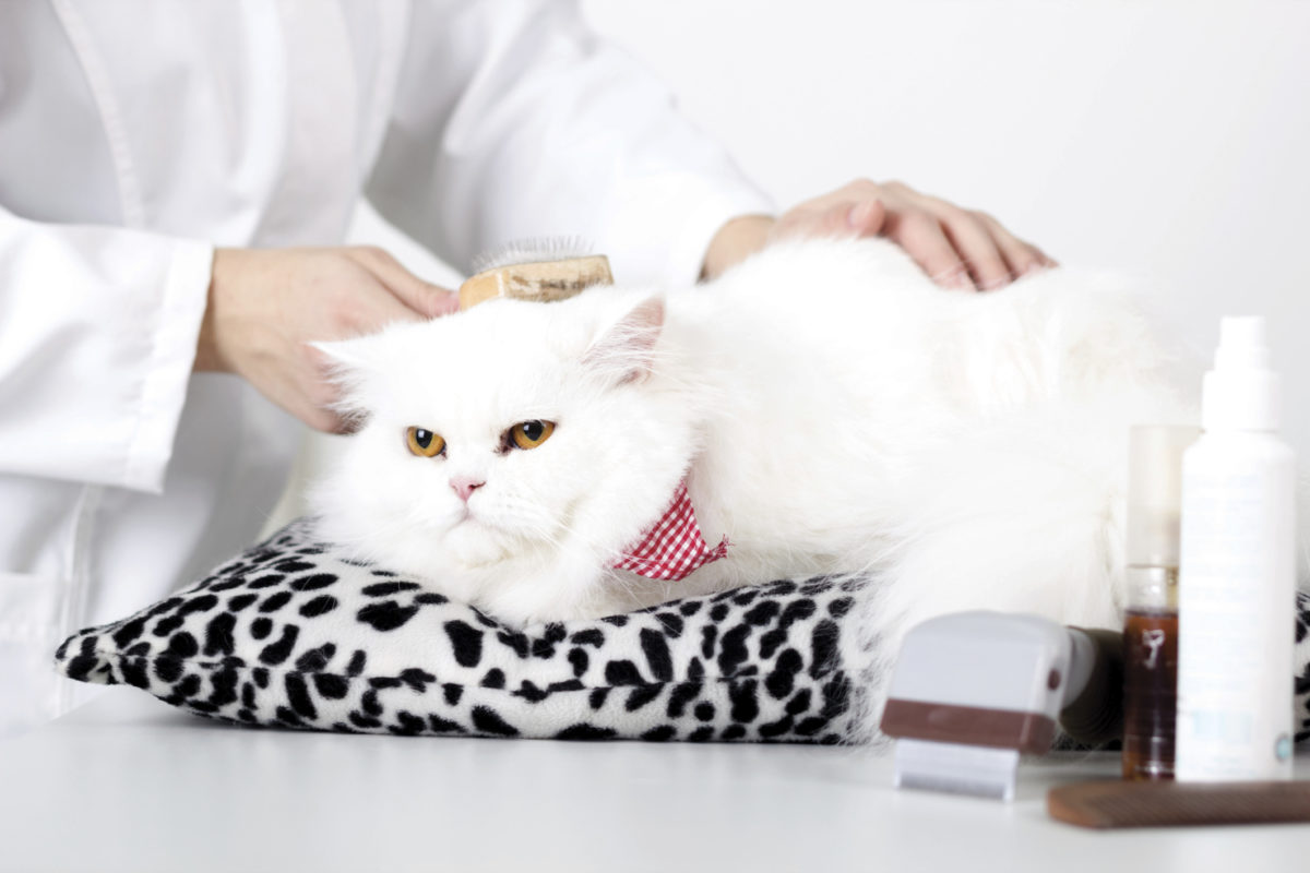 Benefits of Professional Cat Grooming in Pets in the City, Dubai