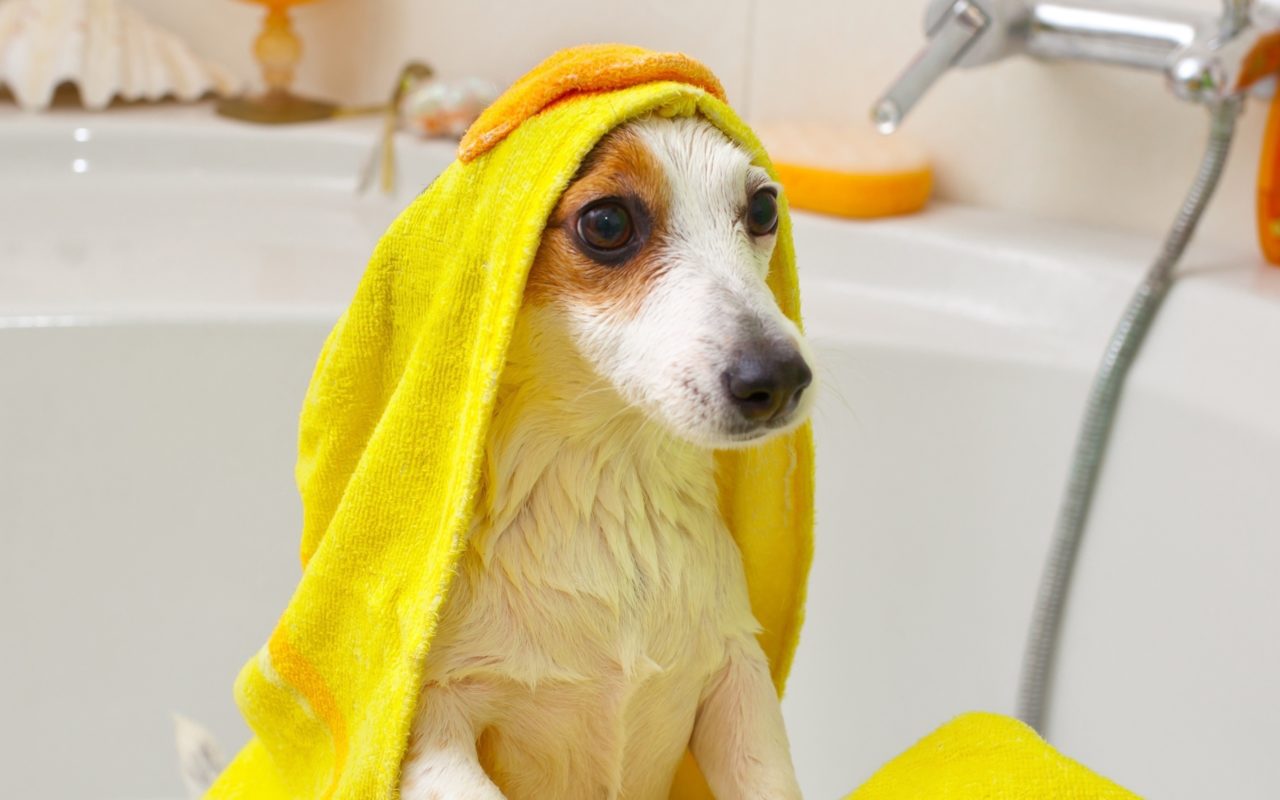 Experts in Dog Grooming Right At Your Doorstep Anywhere in the Dubai