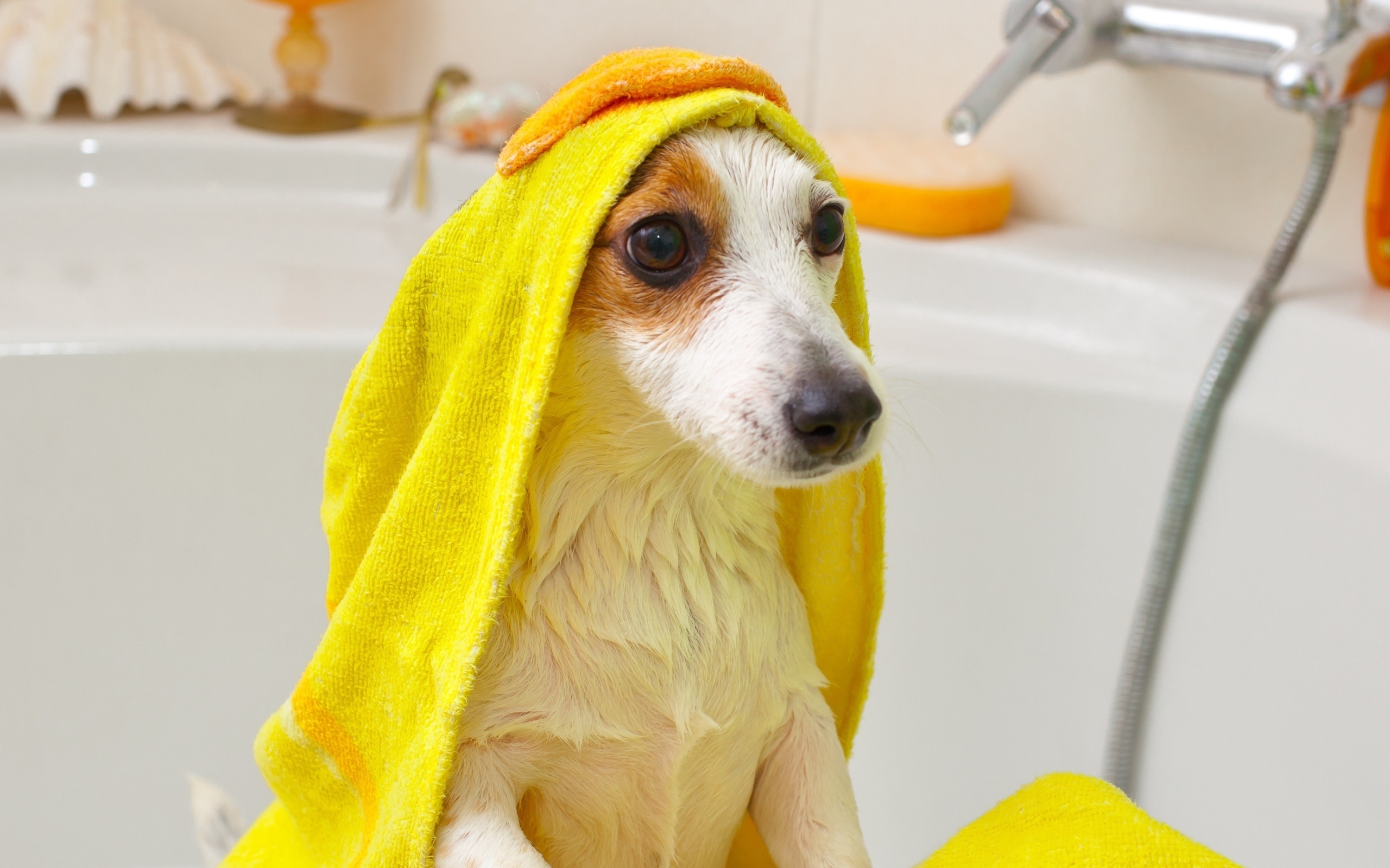Experts in Dog Grooming Right At Your Doorstep, Anywhere