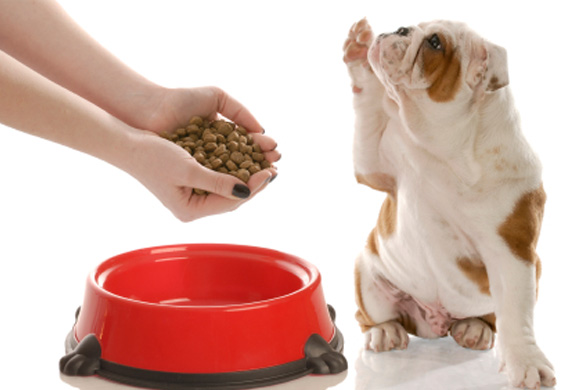 Essential Food And Nutrition To Keep Your Pet Healthy
