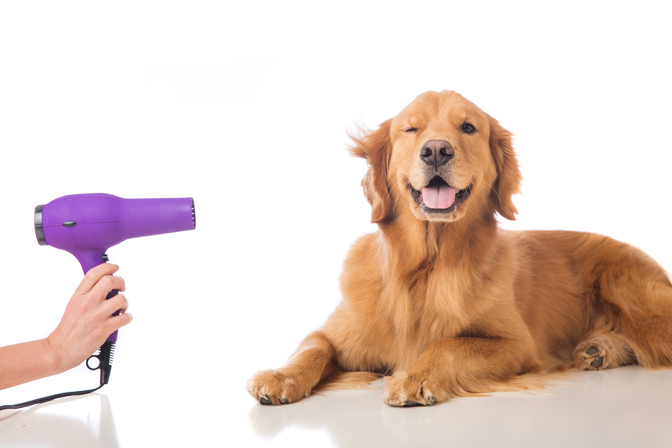 Common Pet Grooming Myths that Make Pet Owners Confused