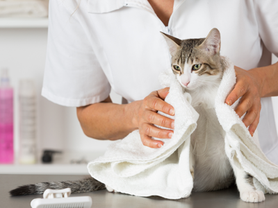 Exclusive Kitten Grooming: Unique Care for Your Beautiful Meow