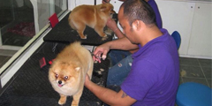 Pet Grooming Shop Dubai Professional Mobile Grooming Service Pets In The City