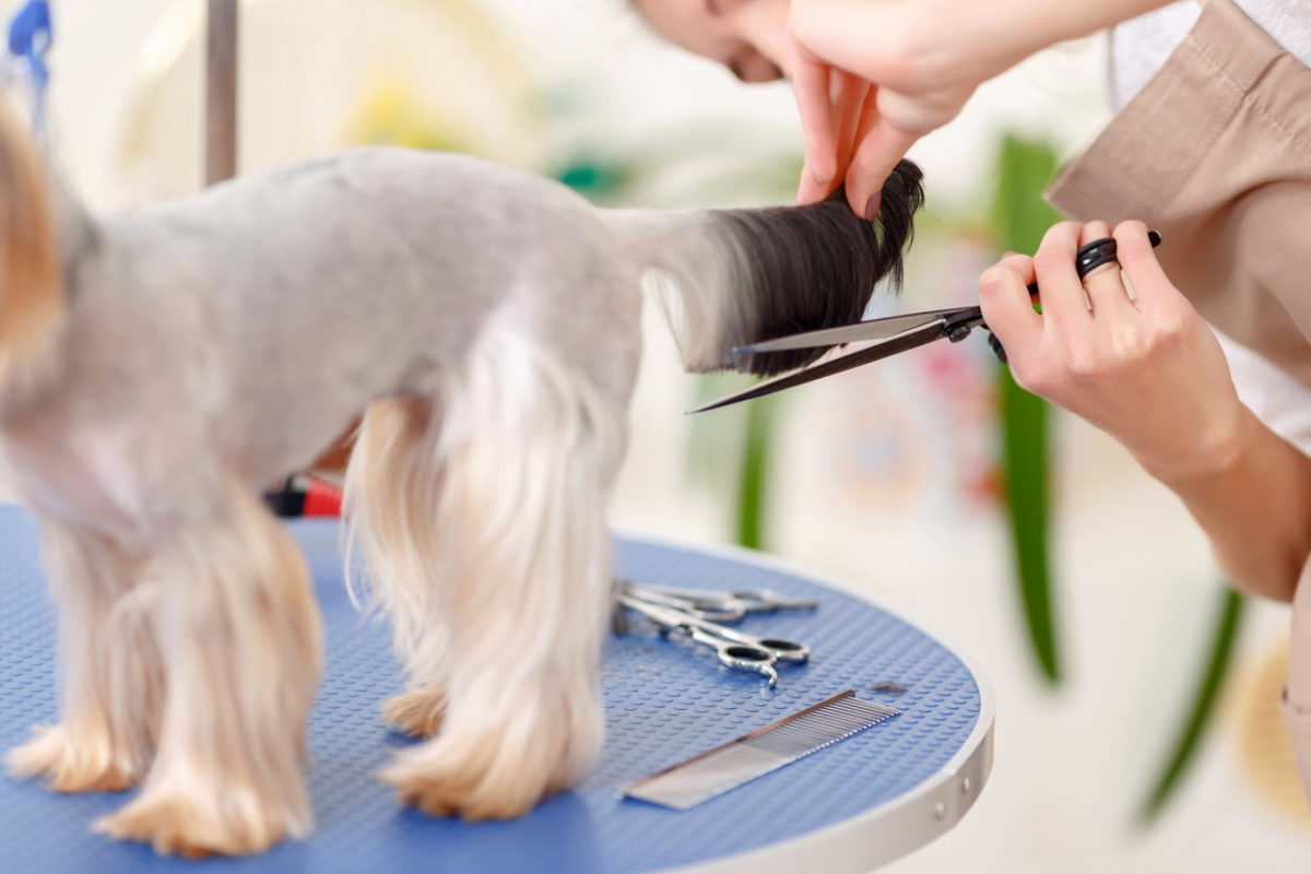 Pros and cons of mobile pet grooming