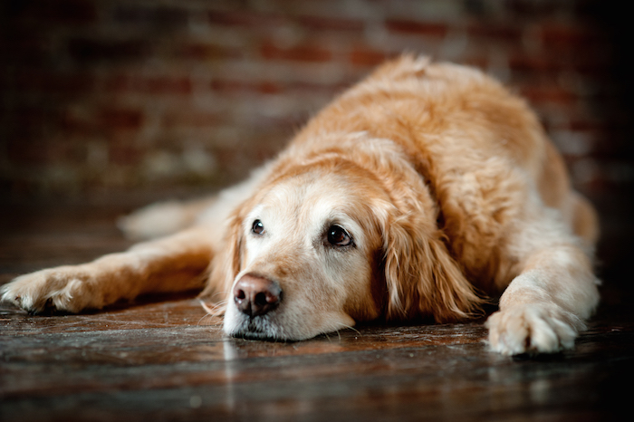 How to Take Care of Older Dogs