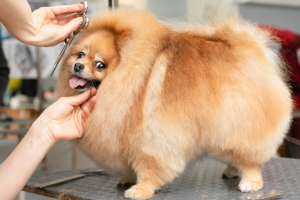 Is Dog Grooming an Easy Task