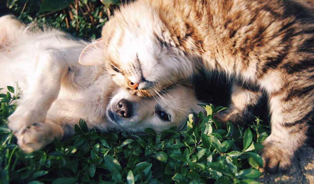 Useful Pet Care Tips to Keep Them Safe and Healthy