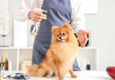 Pet Grooming in Dubai