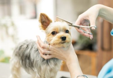 pet grooming dubai