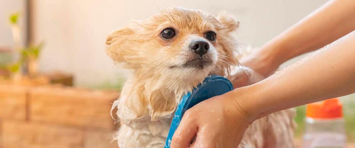 Pet Grooming in Dubai