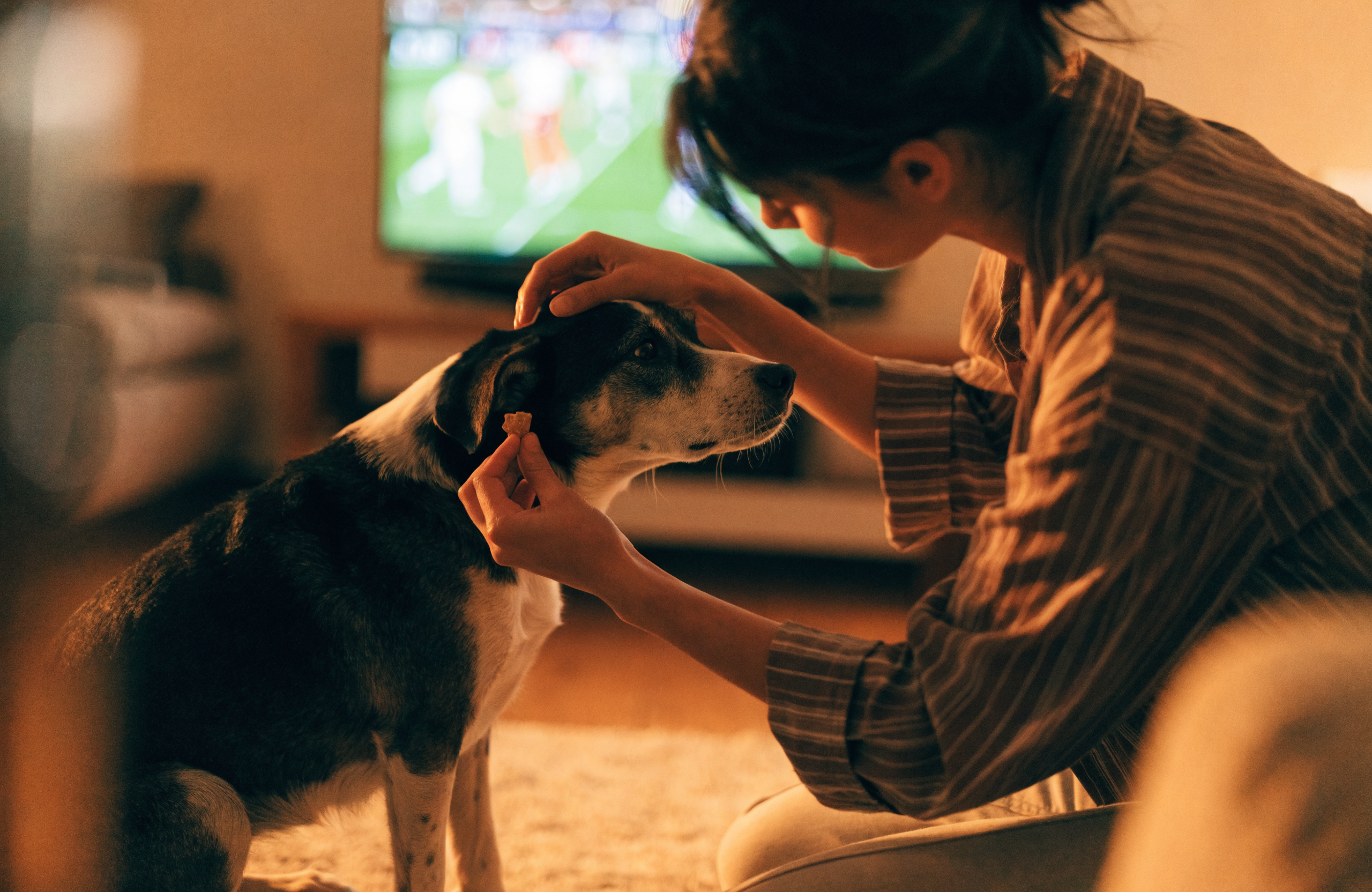 A pet owner kneeling to gently reassure a calm dog with a treat and an ear scratch, a football match glowing on the TV behind them